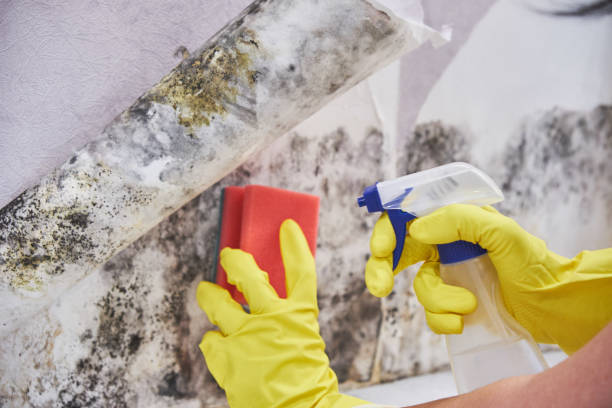 Best Water Damage & Mold Remediation in Paynesville, MN